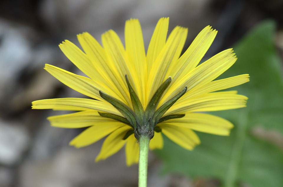 Aposeris foetida / Lattuga fetida